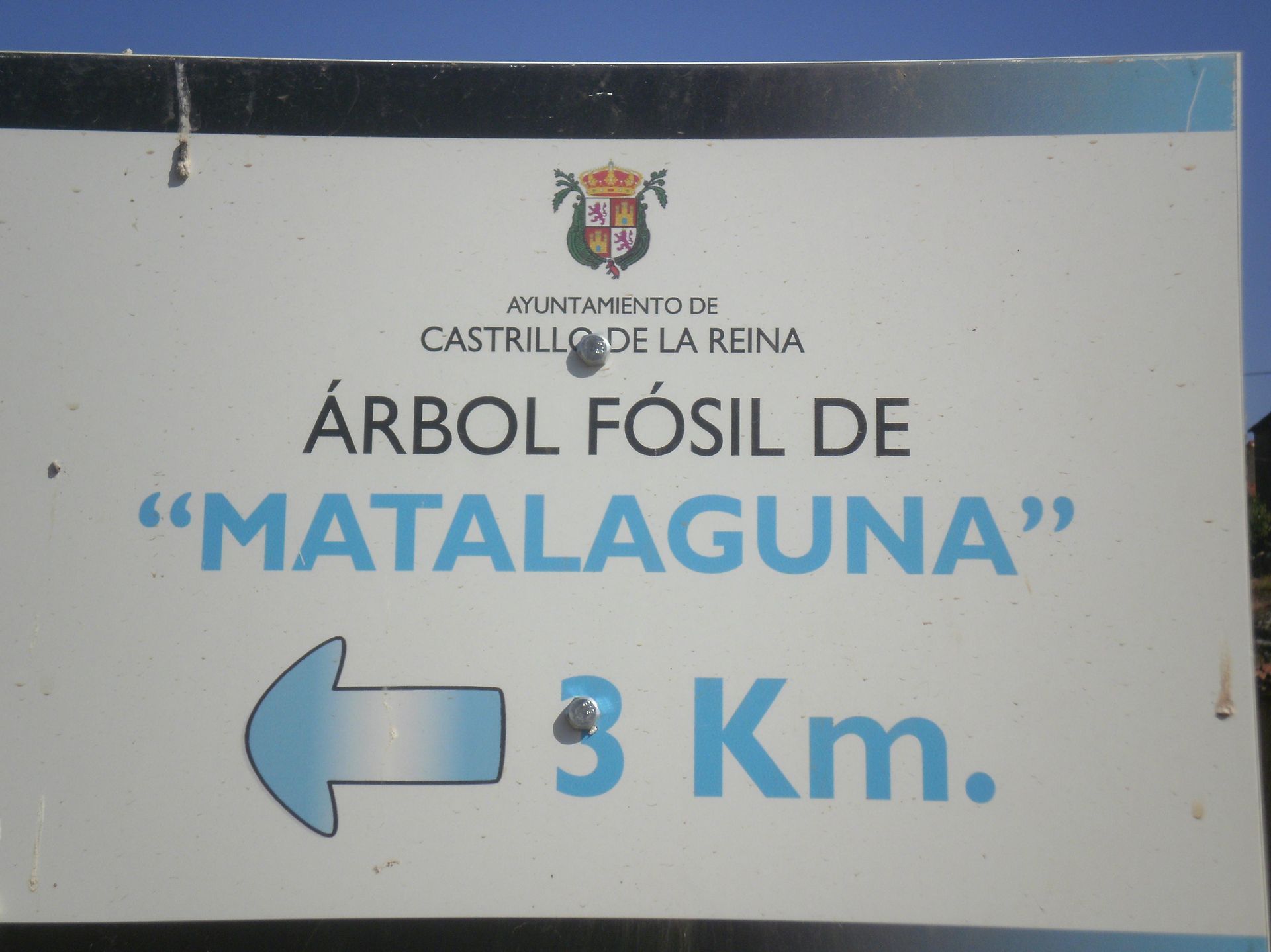Árbol fósil de "Matalaguna"